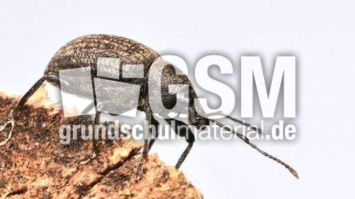 Kompakter Dickmaulrüssler (10).jpg